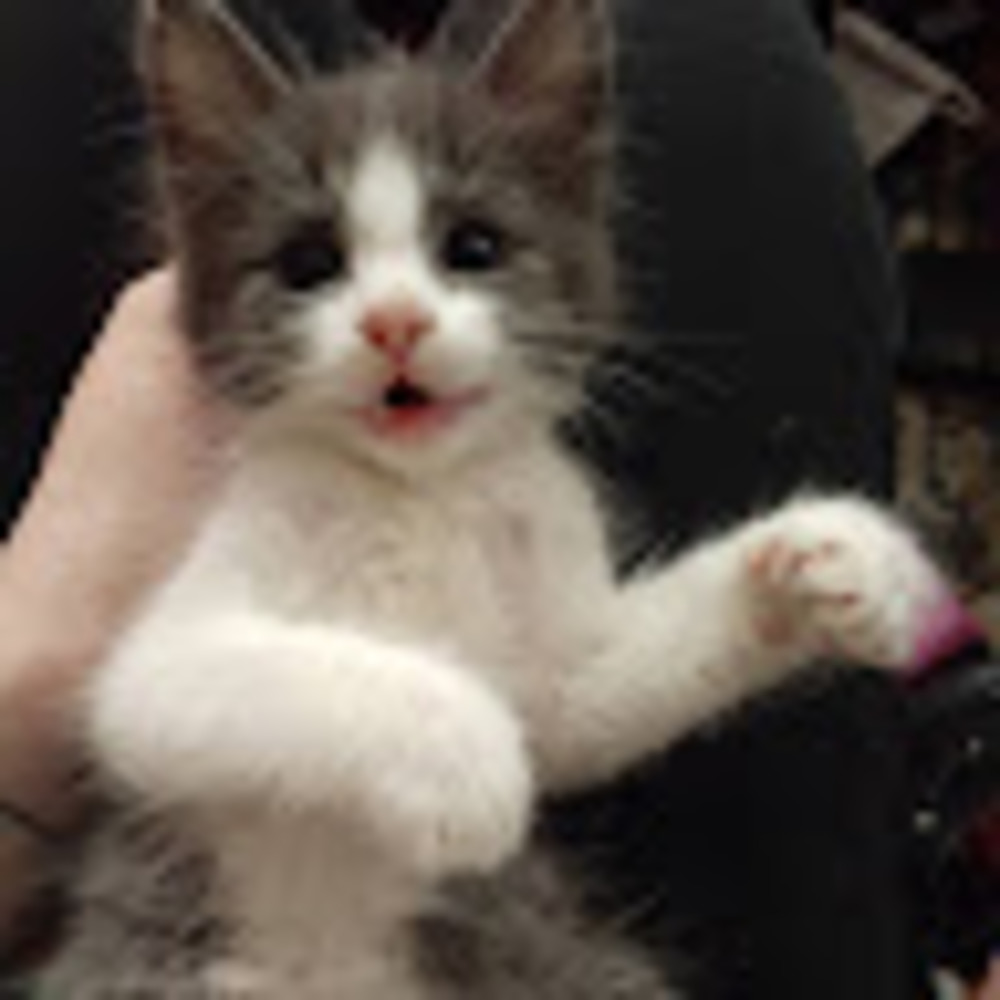 Meet your Posher, Sally